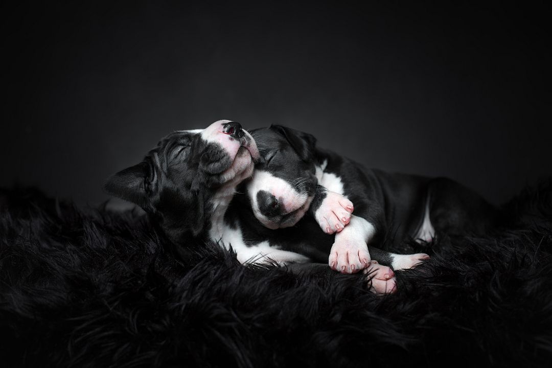 Puppy love de Tuss Bennergård Créditos: Tuss Bennergård / Dog Photography Awards perros fotografía canina