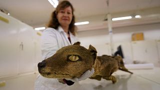 Mammal curator of the Swedish Museum of Natural History, Daniela Kalthoff, holds the specimen of thylacine that RNA molecules were extracted from.