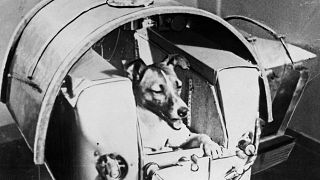  Снимка от руския ежедневник Правда от 13 ноември 1957 година на кучето Лайка, първото живо създание, изпратено в миналото в космоса, на борда на Спутник II. 