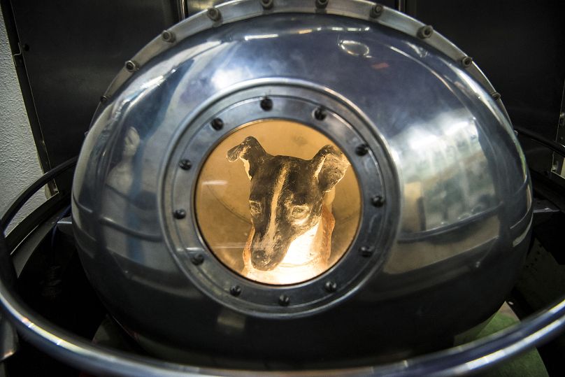 An effigy of the dog Laika, the first living creature in space, inside a replica of satellite Sputnik II at the Central House of Aviation and Cosmonautics in Moscow.