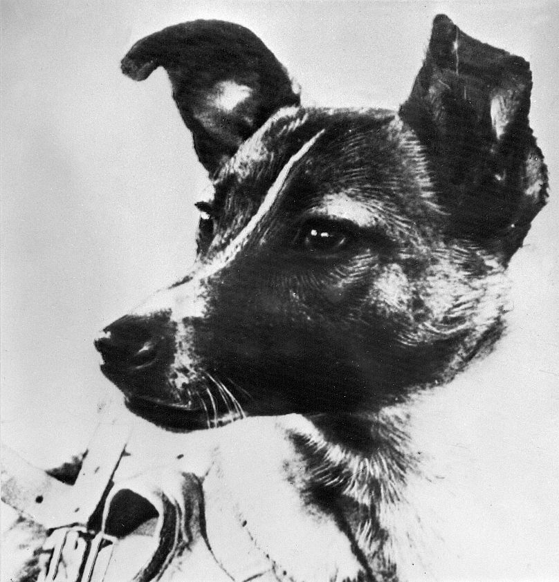 Laika, the first living creature ever sent in space, onboard Sputnik II.