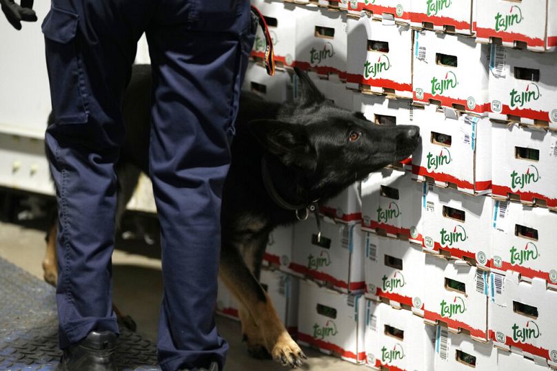 A customs agent works with a drug sniffer dog in the Port of Antwerp, August 2022