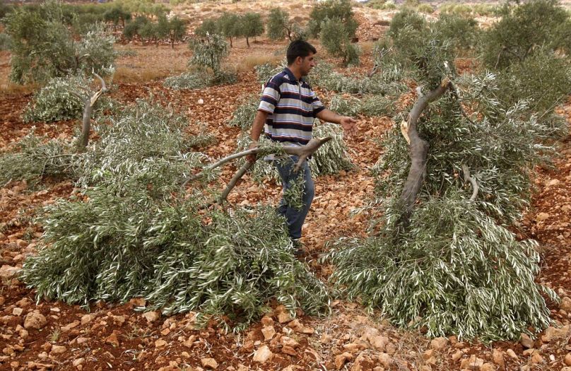 Batı Şeria'nın Kusra köyünde zeytin ağaçları Yahudi yerleşimciler tarafından koparılan bir Filistinli çiftçi