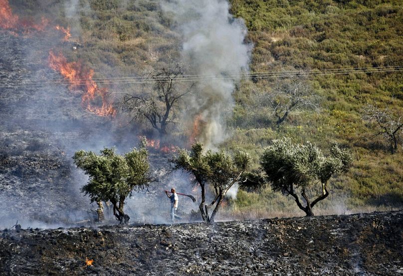 Batı Şeria'da zeytin bahçesi Yahudi yerleşimcilerce ateşe verilen bir Filistinli çiftçi (arşiv)