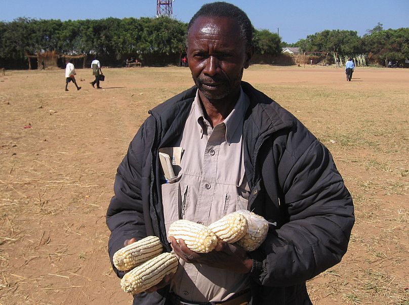 A Zambian farmer holds some of his maize from failed crops in Pemba, Zambia, June 2007.