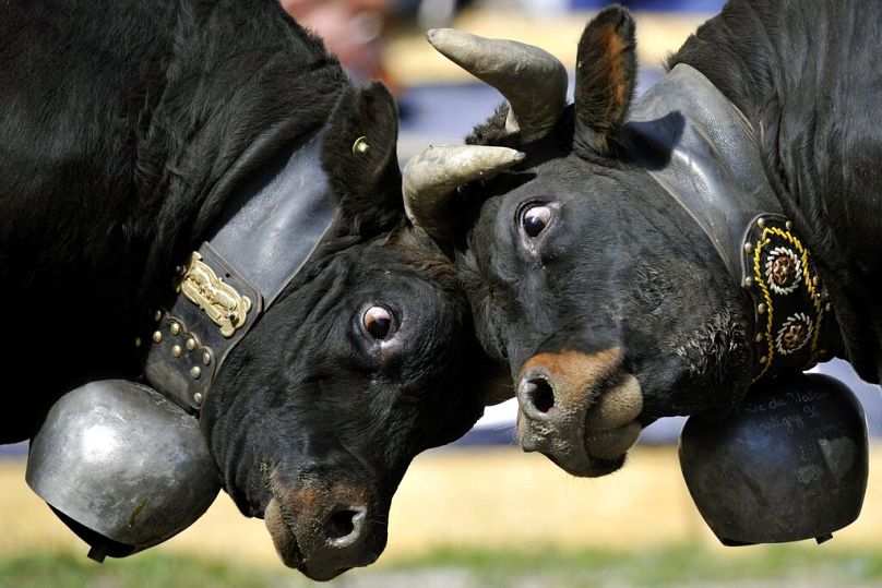 Two cows fight during the traditional annual "Combats des Reines" ("Battle of the Queens"), a cow fight in the western Alpine canton of Valais, in Aproz, Switzerland.