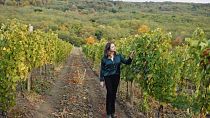 مراسلة يورونيوز «أنكا أوليا» تكتشف الثقافة الغنية والمناظر الطبيعية الخلابة في مناطق النبيذ الأعلى شهرة في مولدوفا.