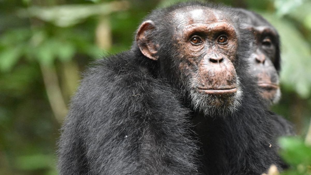 A male chimpanzee listens for chimpanzees from a rival group in in the West African forests of Cote d'Ivoire.