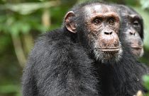 A male chimpanzee listens for chimpanzees from a rival group in in the West African forests of Cote d'Ivoire.