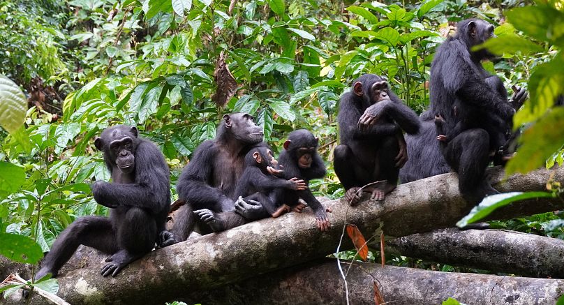 A group of chimpanzees listen to other chimpanzees heard at a distance in the West African forests of Cote d'Ivoire