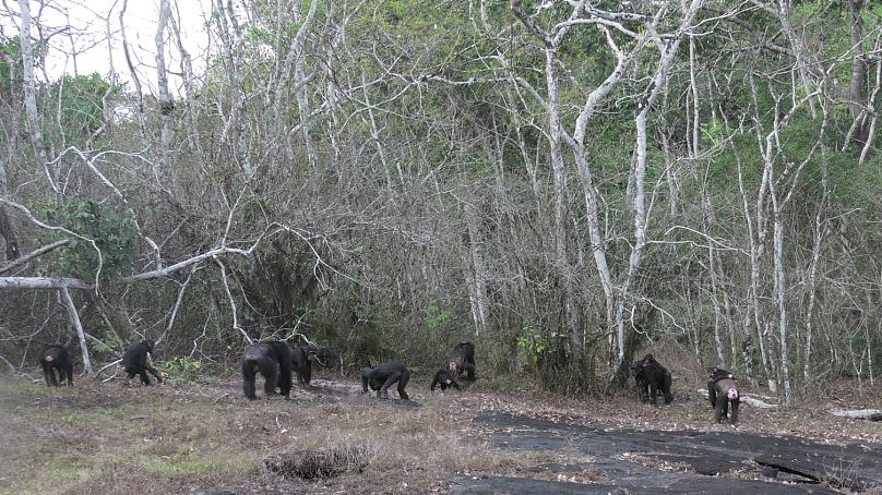 Chimpanzees leave a hilltop and inspect for signs of rivals in the West African forests of Cote d'Ivoire.