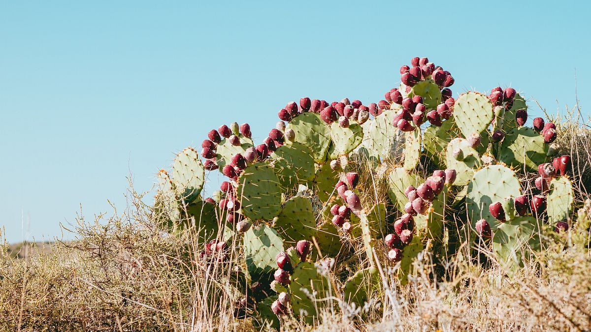 A group of women are now transforming the prickly pear into a bio-gas and preserves. 