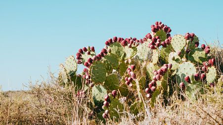 A group of women are now transforming the prickly pear into a bio-gas and preserves. 