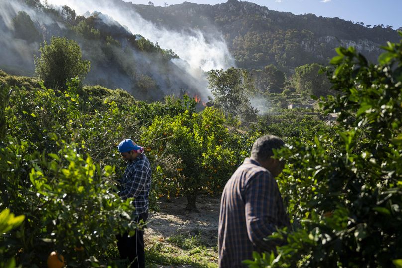 Workers collect fruit as a wildfire burns the forest near the eastern town of Palma de Gandia in Valencia