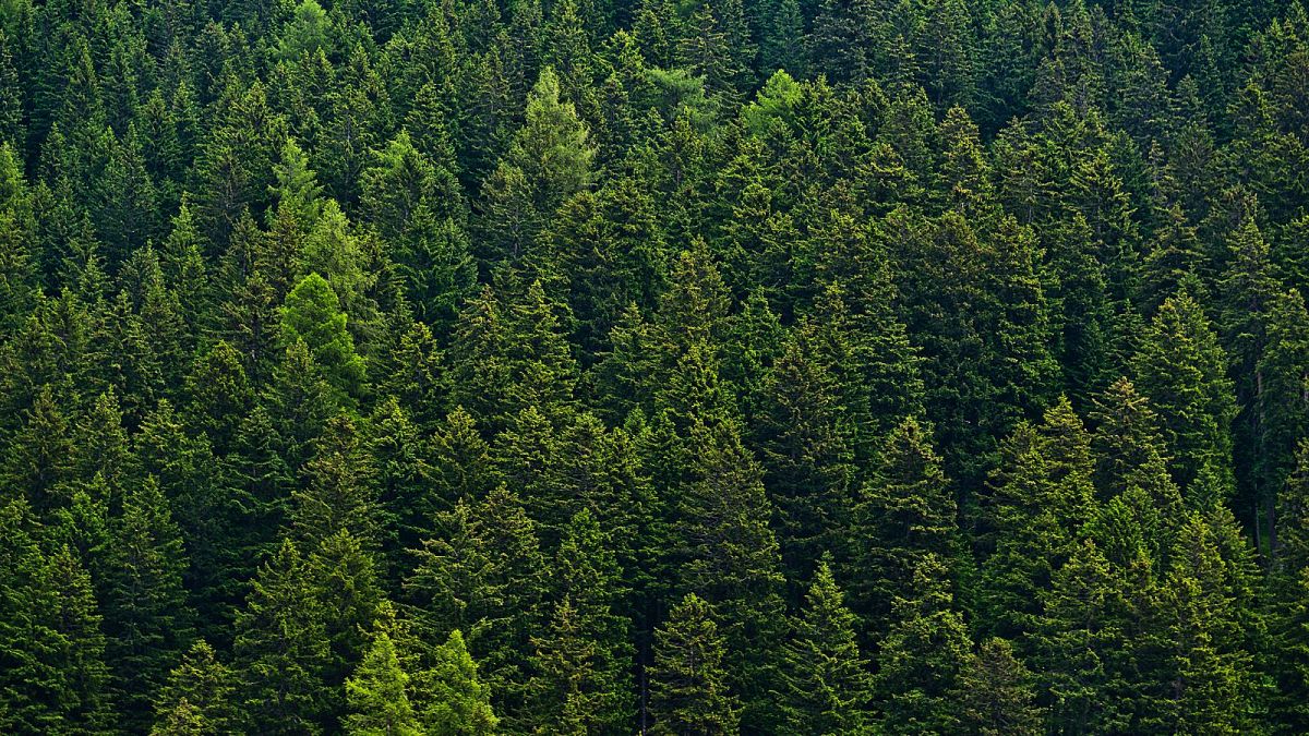 Geographical coverage of pine trees in France