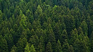  Покритието на горите в Европа се е нараснало през последните десетилетия. 