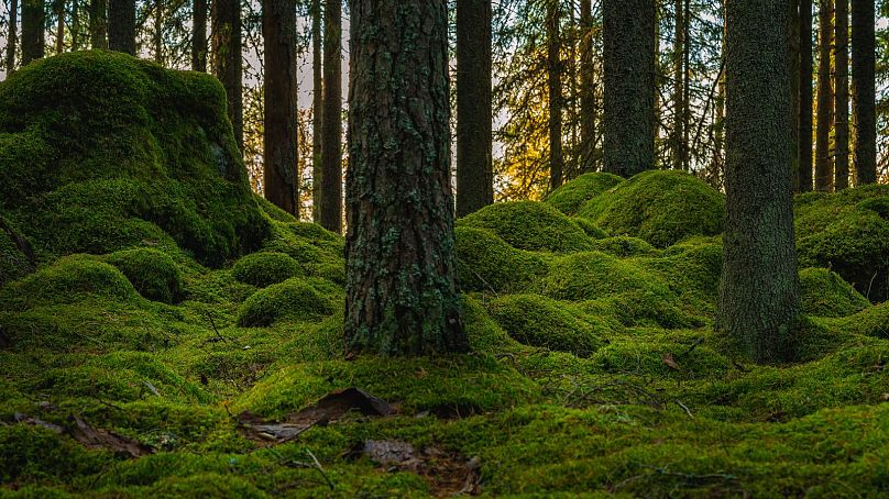 A picture of a forest in Sweden.
