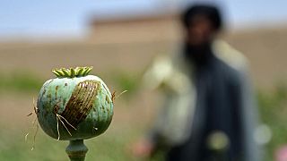 کاهش حدود یکصد درصدی کشت خشخاش در افغانستان پس از به روی کار آمدن طالبان