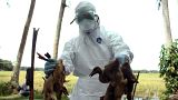Un funcionario de sanidad mantiene el sacrificio de patos tras la muerte de más de 1.000 patos en la zona a causa de la gripe aviar.