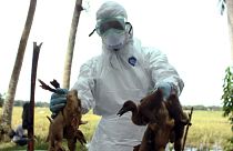 A health official holds ducks to be culled following the death of more than 1,000 ducks in the area from bird flu.