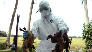  Здравен чиновник държи патиците да бъдат умъртвени след гибелта на повече от 1000 патици в региона от птичи грип. 