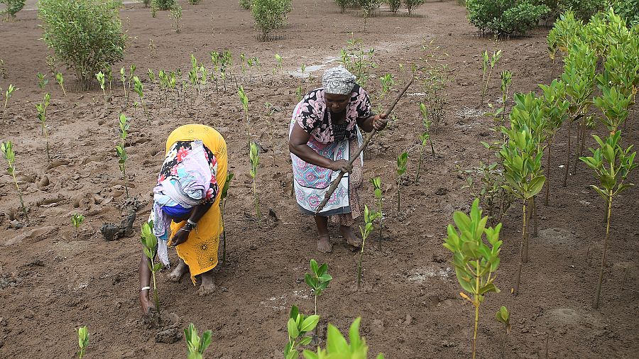 Environnement - Kenya : un jour férié pour planter 100 millions d'arbres  contre le changement climatique - BBC News Afrique