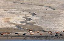 Cattle rest near the water on the banks of the Riano water reservoir in Leon province, northern Spain, on August 9, 2023. 