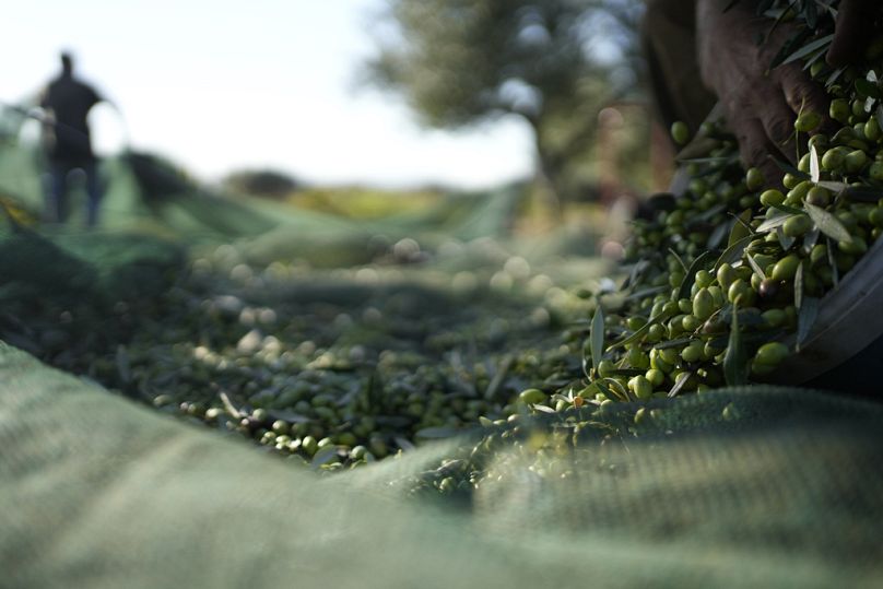 A worker collects olives during the harvest period in Spata suburb, east of Athens, Greece