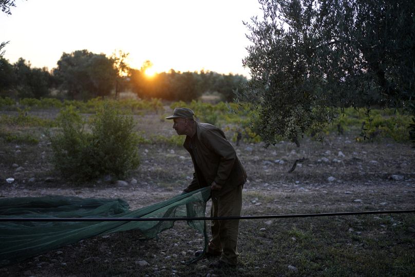 A worker spreads a collection net during the harvest of olives in Spata suburb, east of Athens, Greece