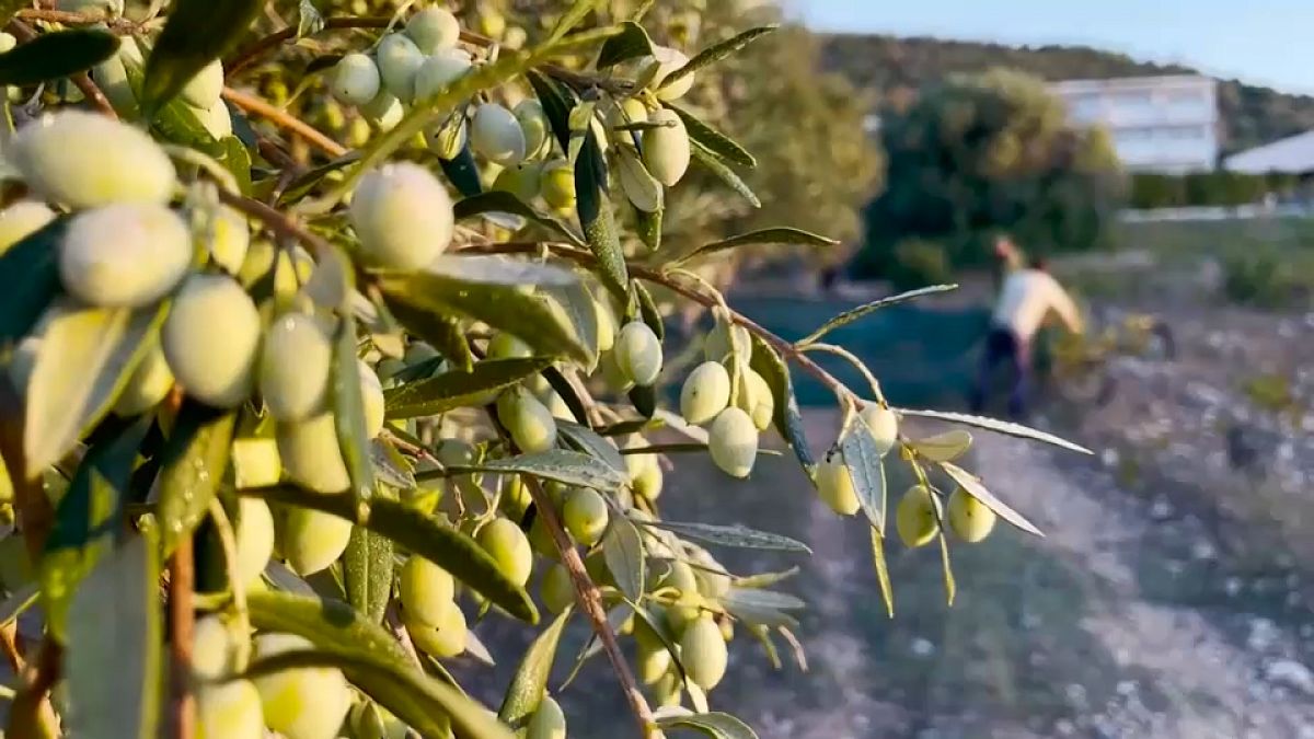 Oliven lesen für Harvst in Griechenland