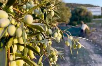 Урожай оливок в Греции