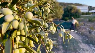 Olives lues pour la récolte en Grèce