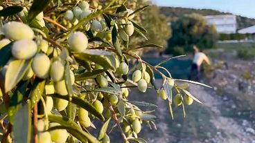 Olives read for harvst in Greece