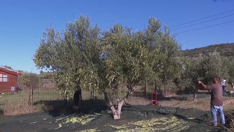 The olive harvest in Greece, 2023