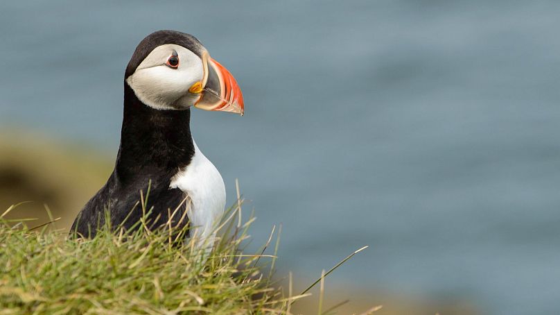 Bring a good camera with you to the Westman Islands so you can snatch the perfect shot of a puffin too.