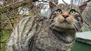A wildcat part of the Saving Wildcats conservation breeding programme which conducted the first release of wildcats to the Cairngorms National Park, Scotland in 2023.
