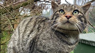  Част на пума от програмата за отглеждане за запазване на Saving Wildcats, която организира първото освобождение на диви котки в националния парк Cairngorms, Шотландия през 2023 година 