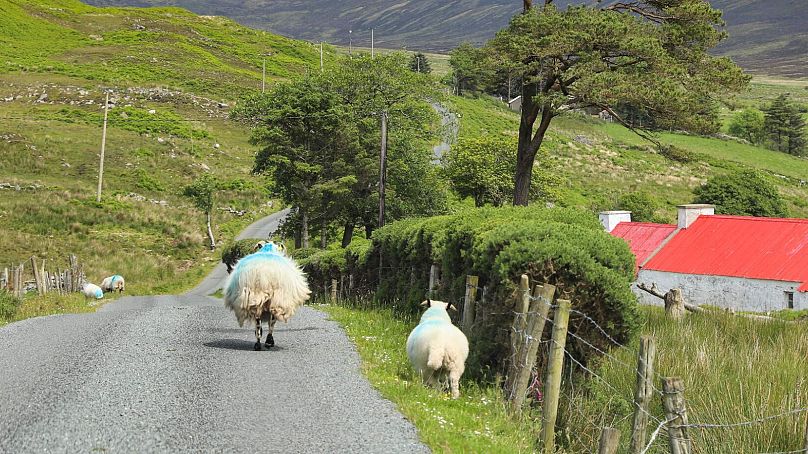 Along the Wild Atlantic Way, travellers can take on the challenge of trying to herd sheep. Here, Inishowen, County Donegal.