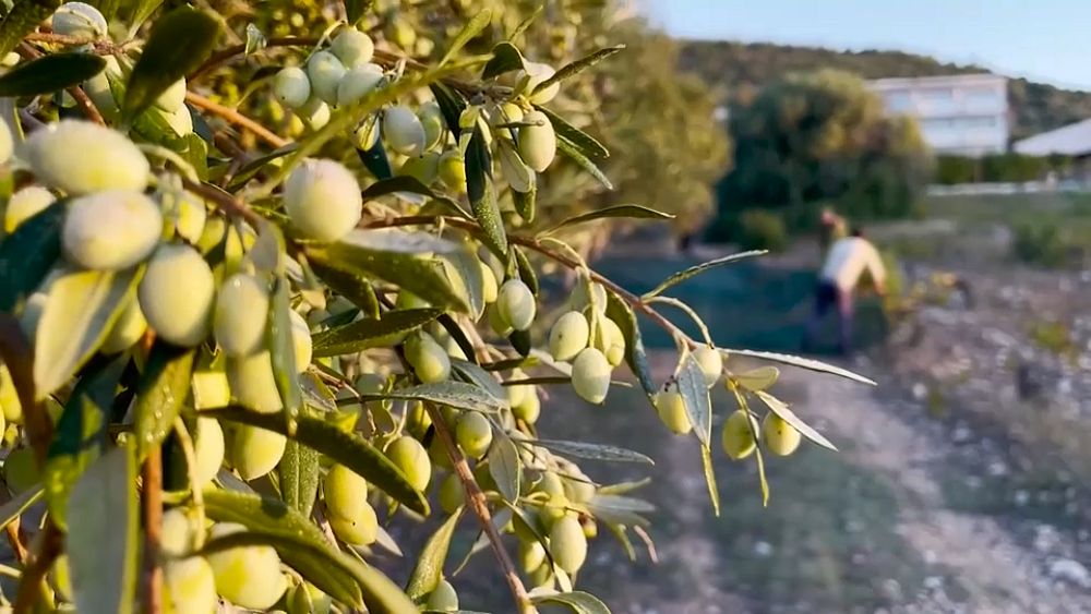 Έρευνα: Γιατί τριπλασιάστηκε η τιμή στο ελαιόλαδο μέσα σε τέσσερα χρόνια