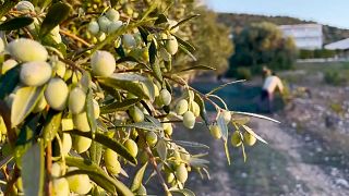 Aceitunas en un olivar en Grecia