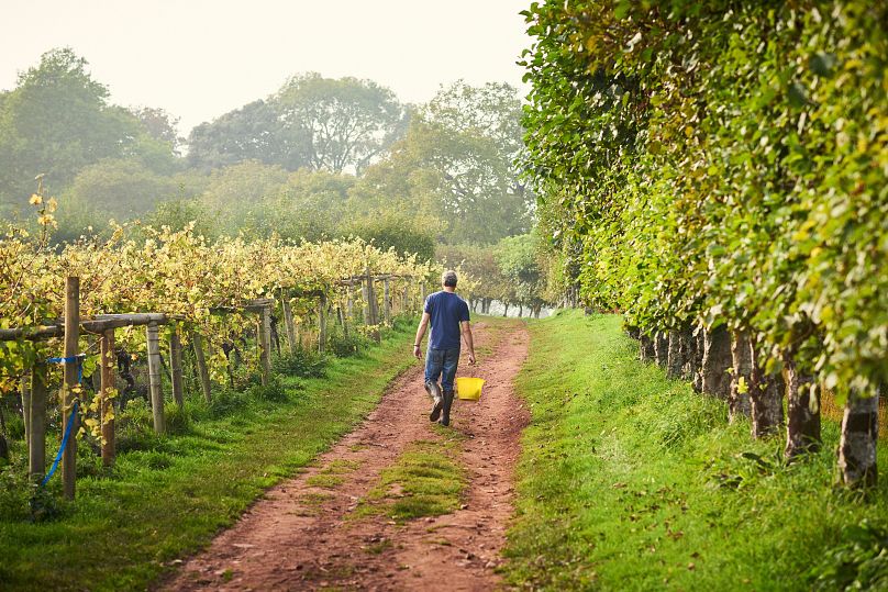 Man walking across vineyard, along rows of vines in Totnes, Devon, England