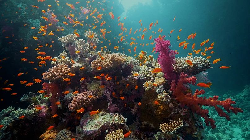 The Red Sea's coral reefs promise to be some of the most abundant in the region