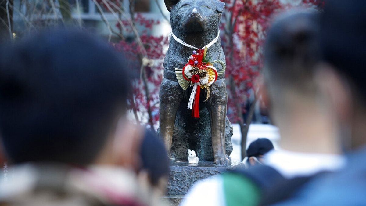Dem Hund wurde im Jahr 1934 ein Denkmal in Tokio errichtet. Die Skulptur wurde im Krieg eingeschmolzen und im Jahr 1948 neu aufgestellt. 