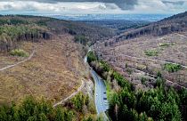 Large parts of the forests are missing in the Taunus region near Frankfurt, Germany, April 7, 2023. 