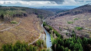 Large parts of the forests are missing in the Taunus region near Frankfurt, Germany, April 7, 2023. 