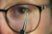 Ella Branham, técnica estacional de control de vectores, examina un mosquito Culex tarsalis en un laboratorio de Salt Lake City.
