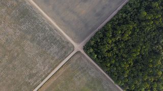 Baisse drastique de la déforestation en Amazonie brésilienne 