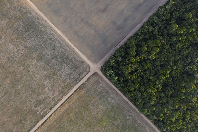 Une partie de la forêt amazonienne à côté de champs de soja à Belterra, dans l'État de Para, au Brésil, le 30 novembre 2019.