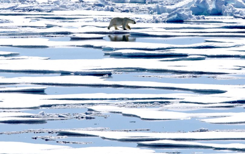 A polar bear walks over sea ice floating in the Victoria Strait in the Canadian Arctic Archipelago, July 2017