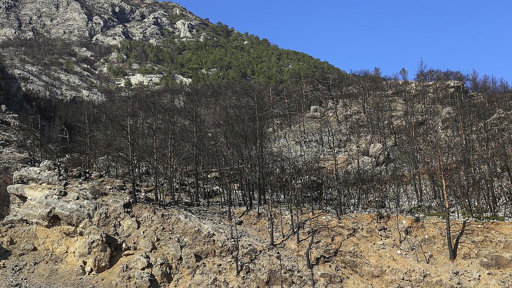 Гърция Последствията от горските пожари Огнени белези от дървета